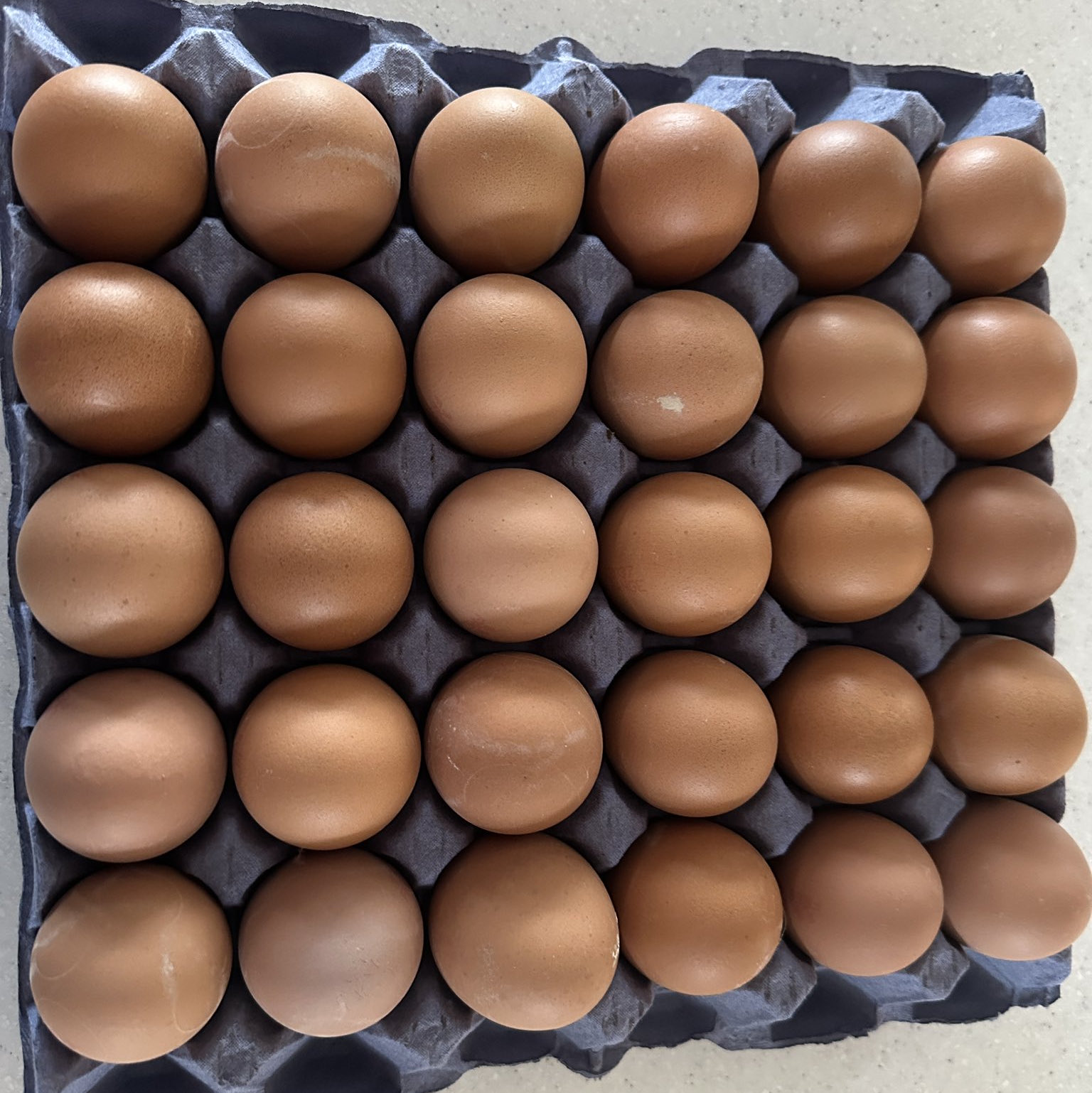 Fresh organic farm eggs from Bitcoin Chama poultry
